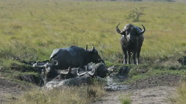 A group of wild African Buffaloes — Stock Video