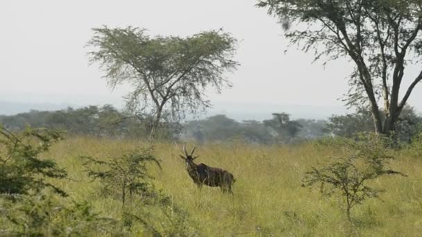 El antílope romano en Uganda — Vídeos de Stock