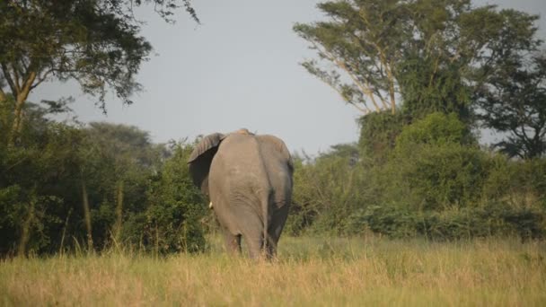 Een wilde Afrikaanse olifant — Stockvideo