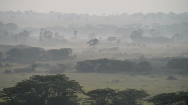 Savanna en una niebla matutina — Vídeo de stock