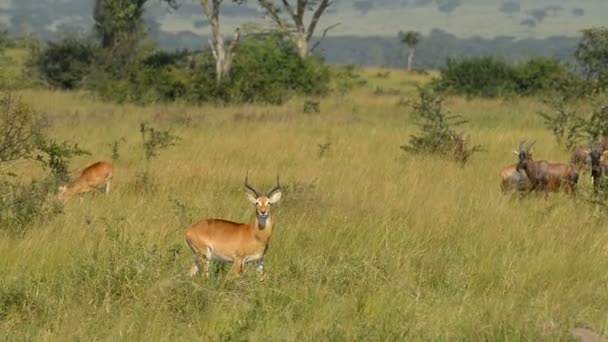 Uganda Kobs i Queen Elizabeth National Park — Stockvideo