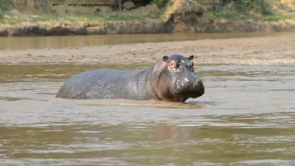 Flusspferd auf dem Fluss Ishasha in Uganda — Stockvideo
