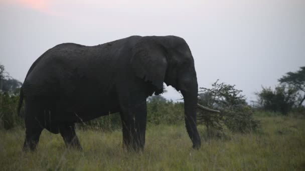 Ένα άγριο αφρικανικό ελέφαντα — Αρχείο Βίντεο