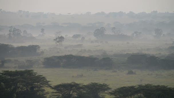 Savana em uma névoa de manhã — Vídeo de Stock