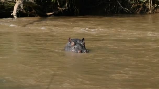 河马在乌干达的伊沙沙河上 — 图库视频影像