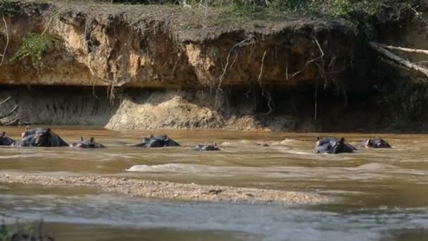 河马在乌干达的伊沙沙河上 — 图库视频影像