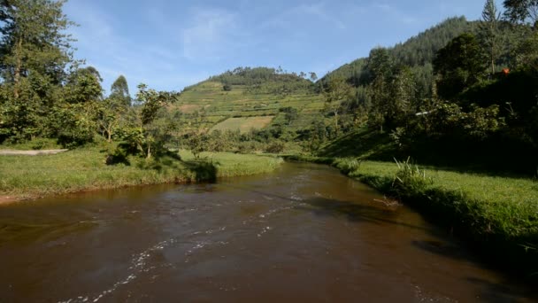 Bwindi nationalpark in uganda — Stockvideo