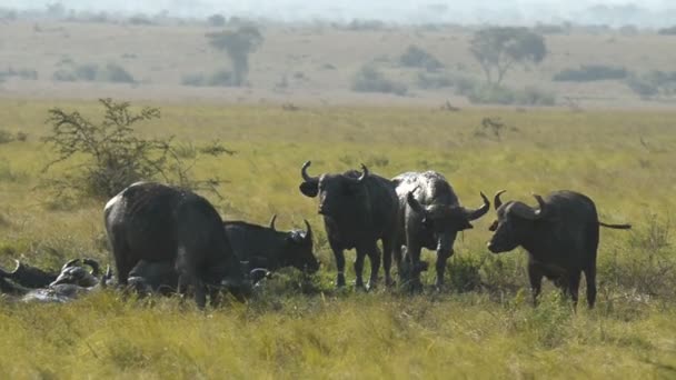 En grupp av vilda afrikanska bufflar — Stockvideo