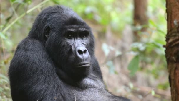 在乌干达的令人费解森林山地大猩猩 — 图库视频影像