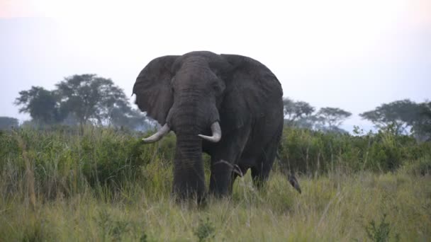 Ein wilder afrikanischer Elefant — Stockvideo