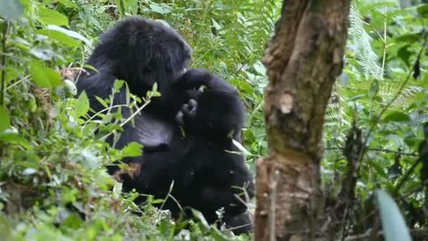 Gorilas de montaña en el impenetrable bosque de Uganda — Vídeo de stock