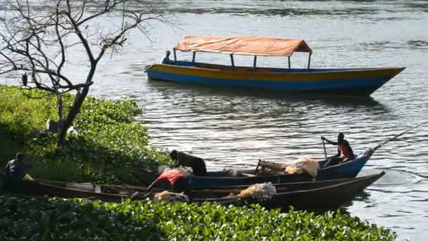 Рибалок у човен і човни з туристами на Нілі — стокове відео