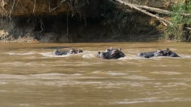 Hipopótamos en el río Ishasha en Uganda — Vídeo de stock