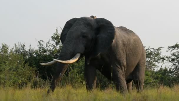 Дикий африканский слон — стоковое видео