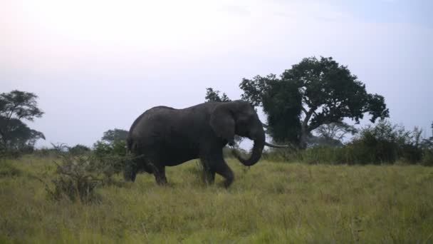 Дикі Африканський слон — стокове відео