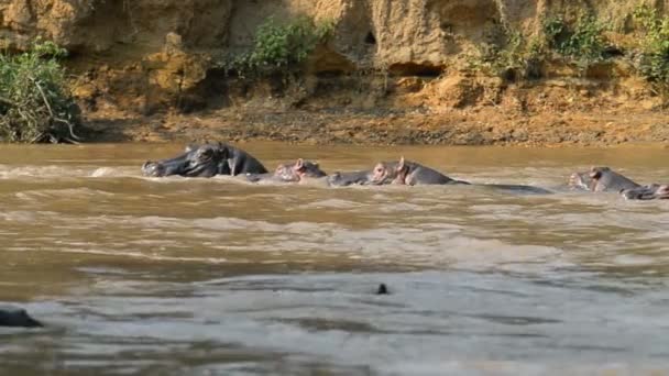 Flusspferde auf dem Fluss Ishasha in Uganda — Stockvideo