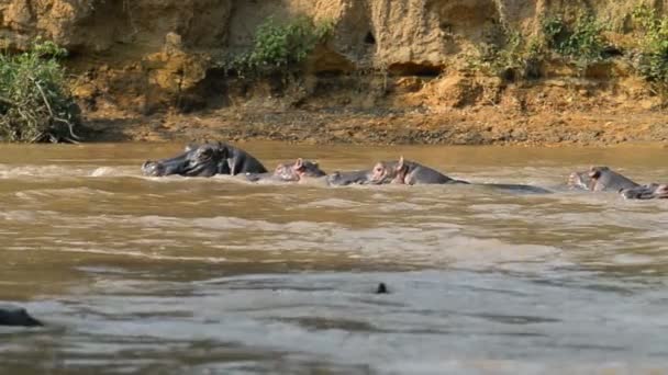 Hippos no rio Ishasha em Uganda — Vídeo de Stock