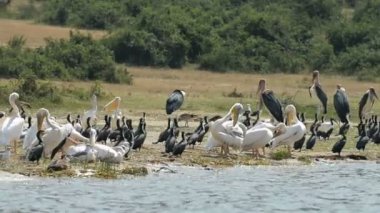 Kuşlar üzerinde sahil, Kazinga Chanel Uganda