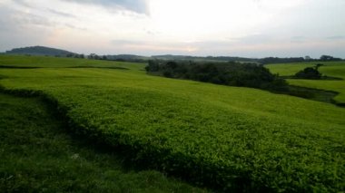 çay plantasyon Uganda