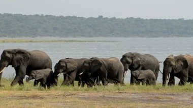Kazinga kanal Uganda Afrika filleri