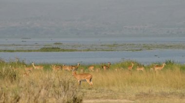 Uganda Kobs Murchison Falls Milli Parkı'nda