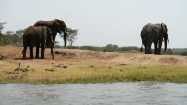 Uganda Afrika filleri 
