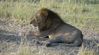 Aslan Murchison Falls Milli Parkı'nda