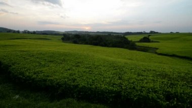 çay plantasyon Uganda