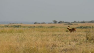Uganda Kob Murchison Falls Milli Parkı'nda 