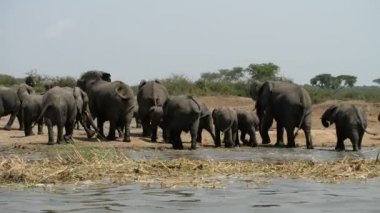 Kazinga kanal Uganda Afrika filleri