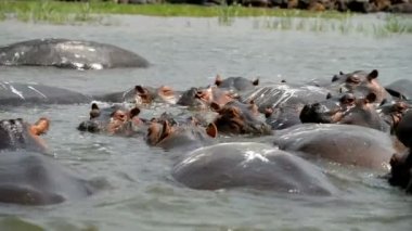 Suaygırları Uganda suda