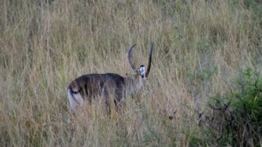 Jackson'ın Hartebeest Uganda