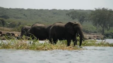 Uganda Afrika filleri 