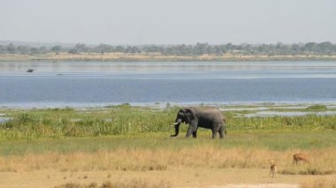 Afrika fili ve antilop Nil Nehri kıyısında 