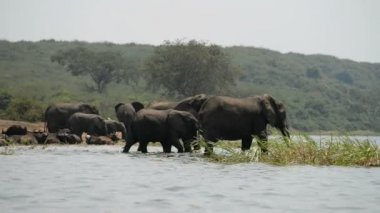 Uganda Afrika filleri 