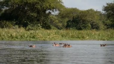Suaygırları, Nil Nehri
