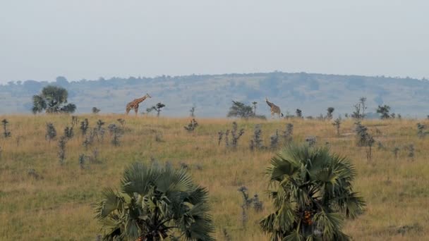 Rothschild's giraffes in Uganda — Stock Video