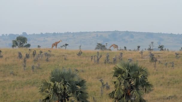 Rothschild's giraffes in Uganda — Stock Video