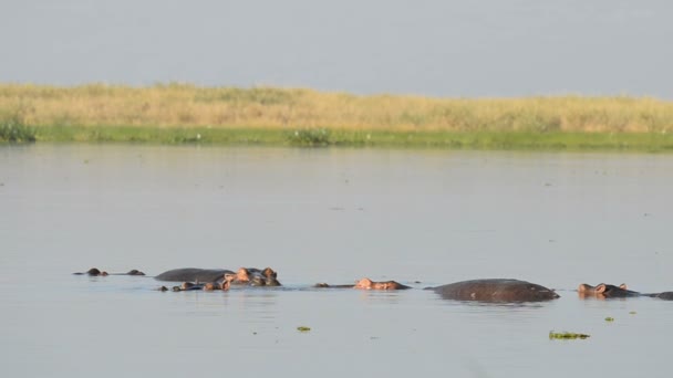 Nijlpaarden in de rivier de Nijl — Stockvideo