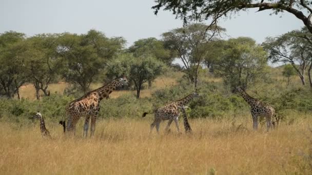 De Rothschild-giraffen in het Nationaal Park Murchinson Falls — Stockvideo