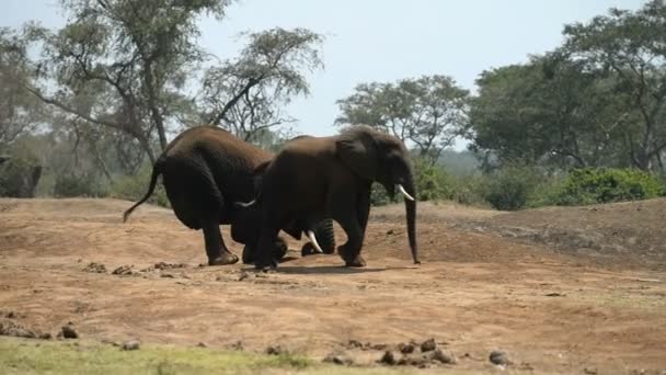 在乌干达的非洲大象 — 图库视频影像