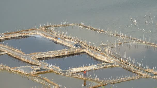 Worker at a salt lake Katwe — Stock Video