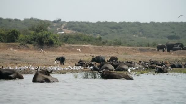 Een groep wilde Afrikaanse buffels en olifanten — Stockvideo