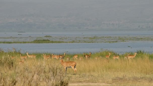 Uganda Kobs Murchison Falls Milli Parkı'nda — Stok video