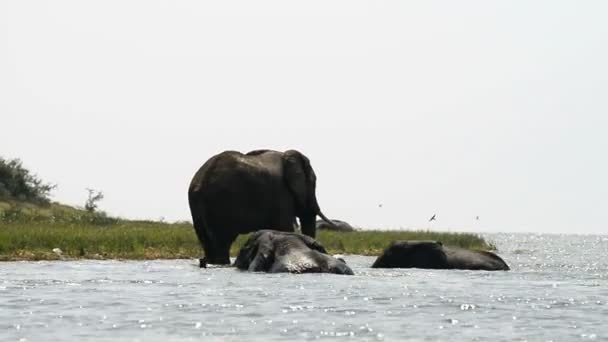 Elefantes africanos en el canal Kazinga en Uganda — Vídeos de Stock