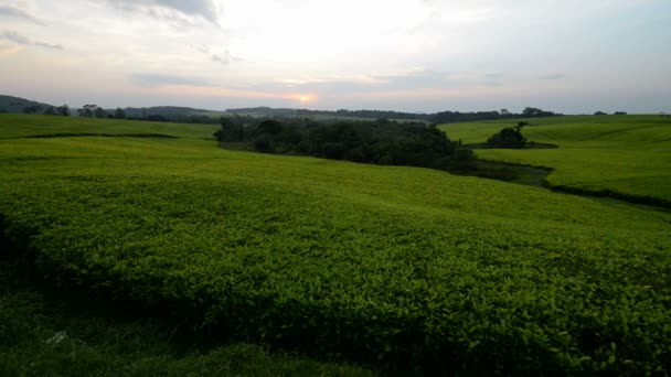 Plantación de té en Uganda — Vídeo de stock