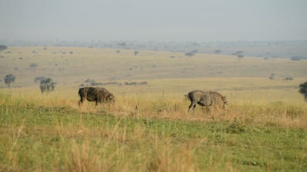 Un salvaje Warthogs o facóqueros comunes en Uganda — Vídeo de stock