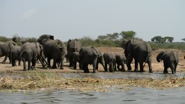 African elephants at Kazinga Channel in Uganda — Stock Video