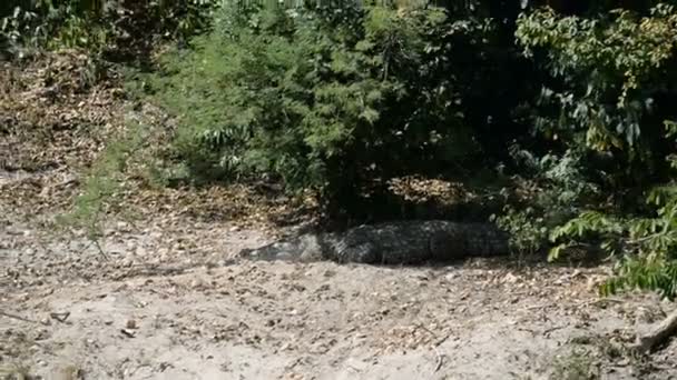 Nilen krokodil i Murchison Falls National Park — Stockvideo