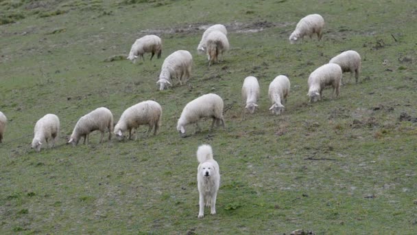 Maremma Perro pastor custodiando rebaño de ovejas — Vídeos de Stock